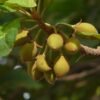 mahua_fruits