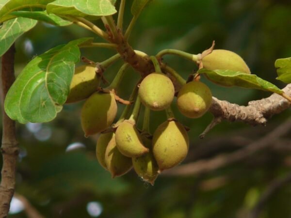 mahua_fruits